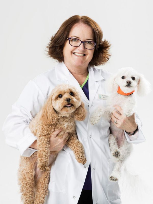 About Us | Port Melbourne Veterinary Clinic